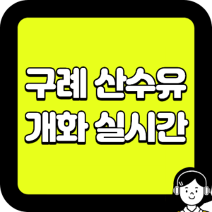 구례 산수유 개화 실시간